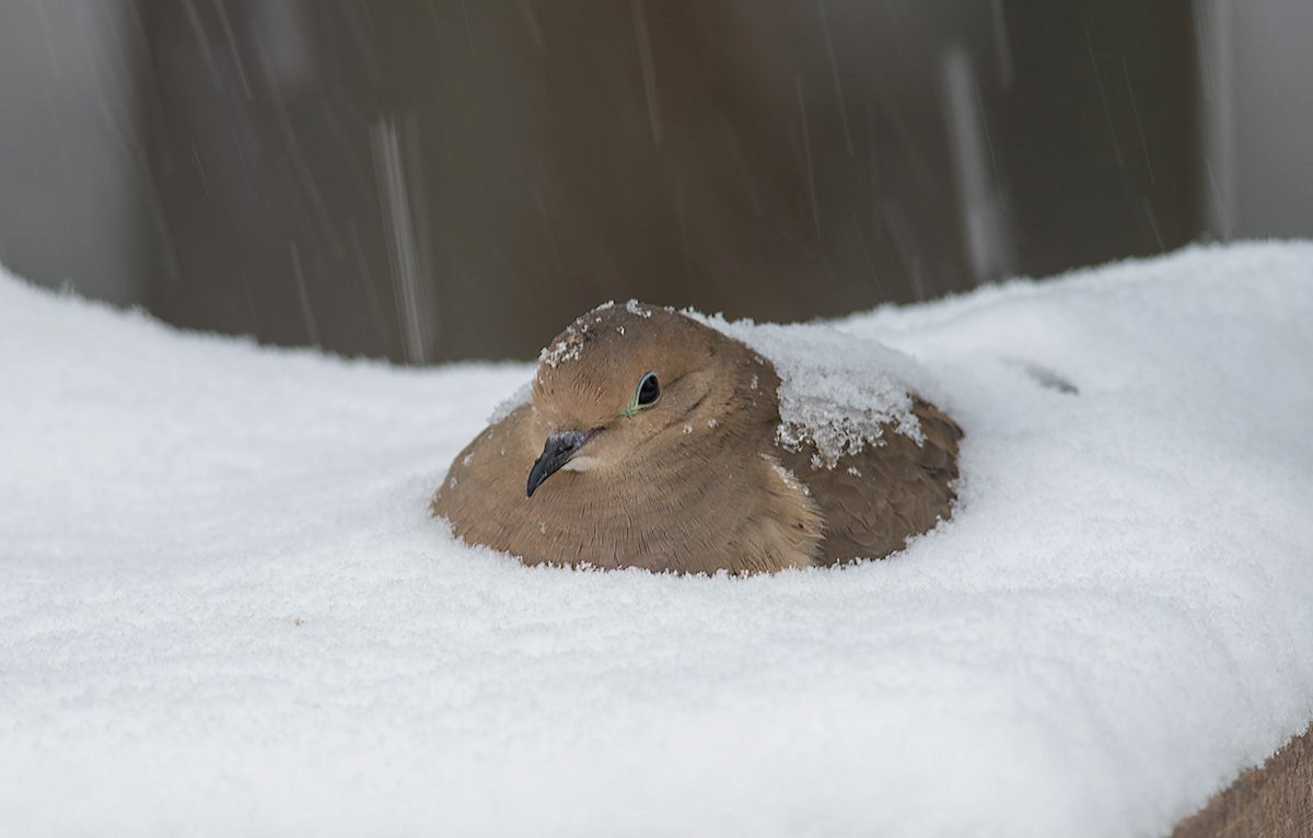 A round, light brown dove sitting in snow.